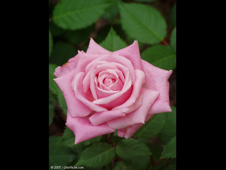 Texas Rose in northwest Travis County, Texas