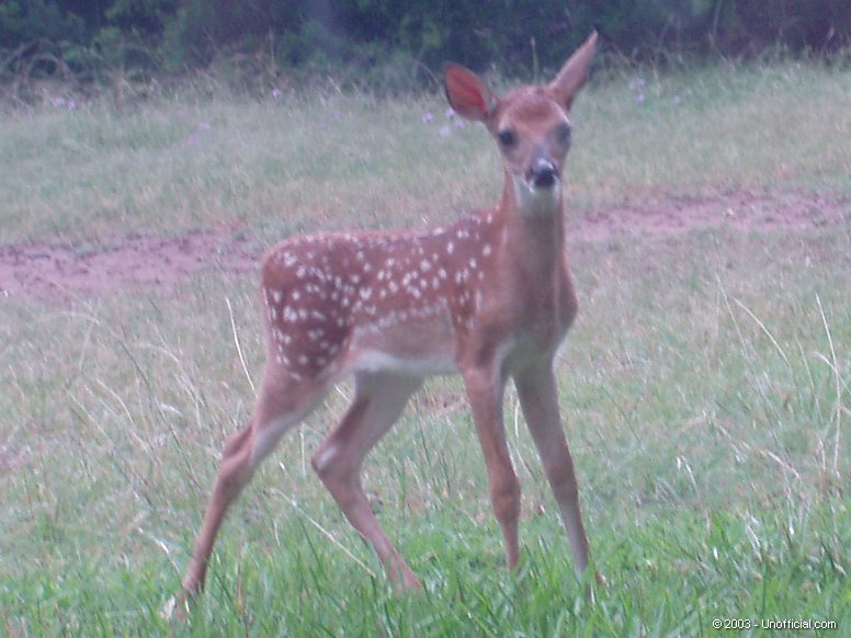 Whitetail Fawn in northwest Travis County, Texas