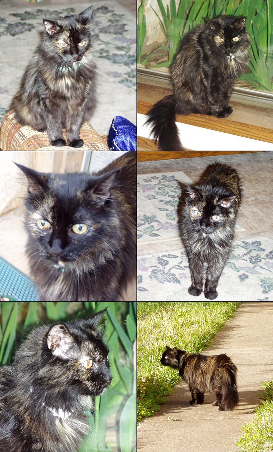 Stripe the Cat