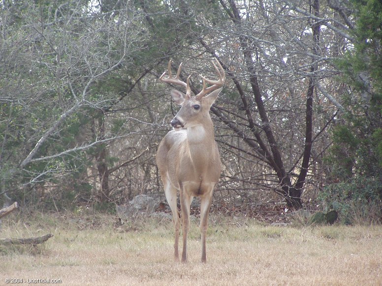Big Boy in northwest Travis County, Texas