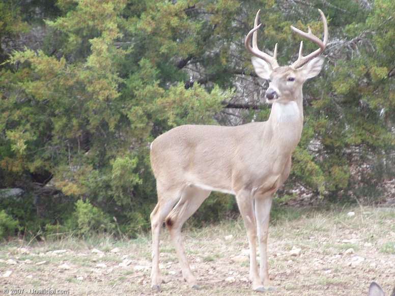 Big Guy in northwest Travis County, Texas