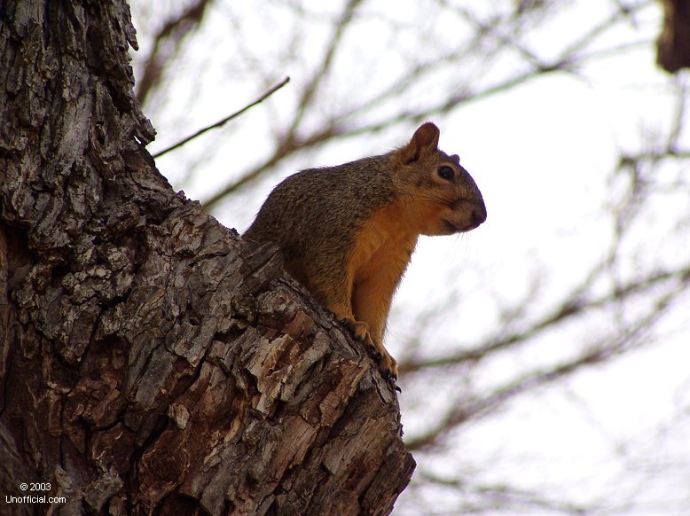 Squirrel in east Austin, Texas