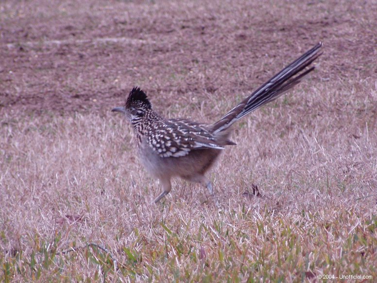 Road Runner in northwest Travis County, Texas