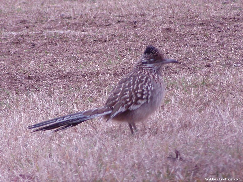 Roadrunner in northwest Travis County, Texas
