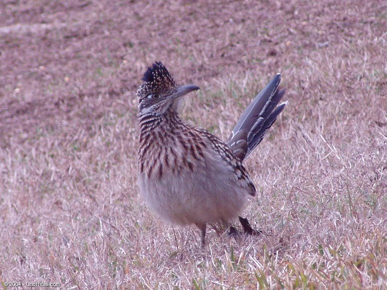 Roadrunner in northwest Travis County, Texas