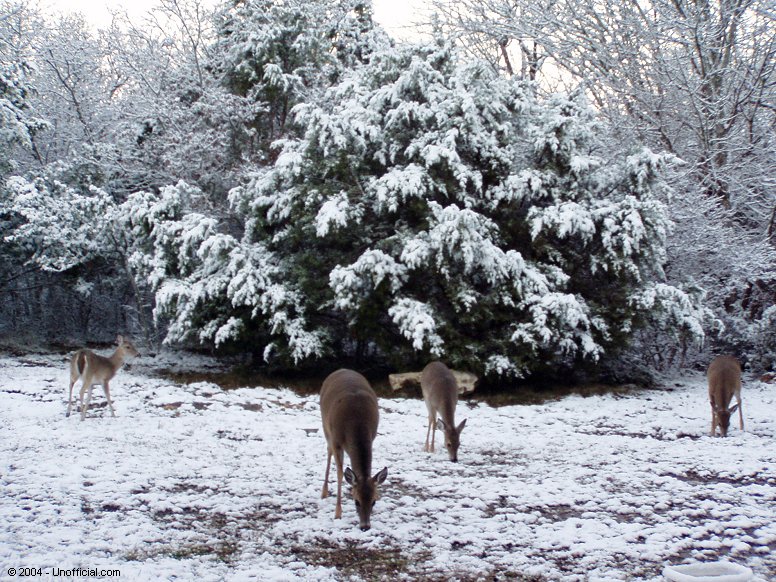 Valentine's Day Snow in northwest Travis County, Texas