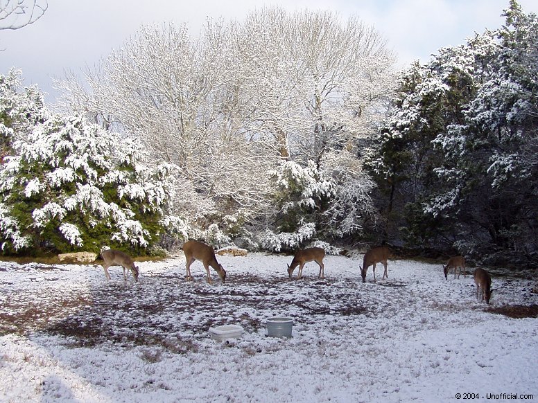 Snowy Valentine's Day in northwest Travis County, Texas