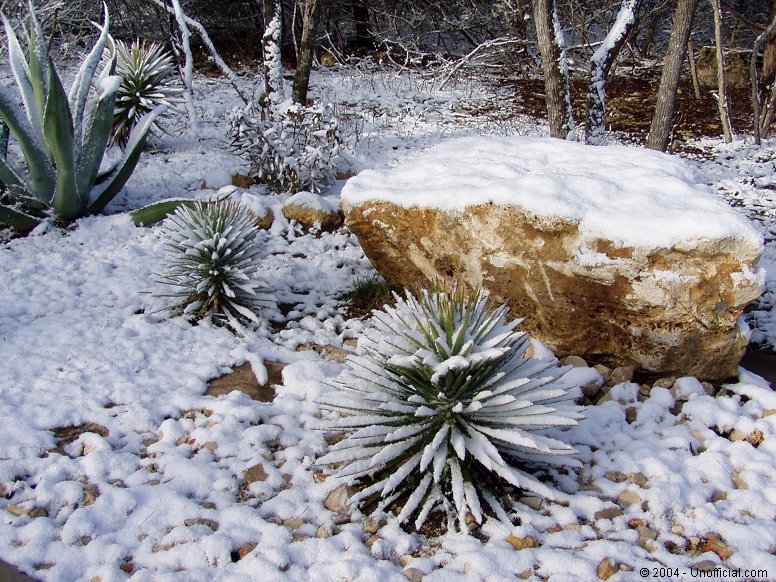 Winter in northwest Travis County, Texas