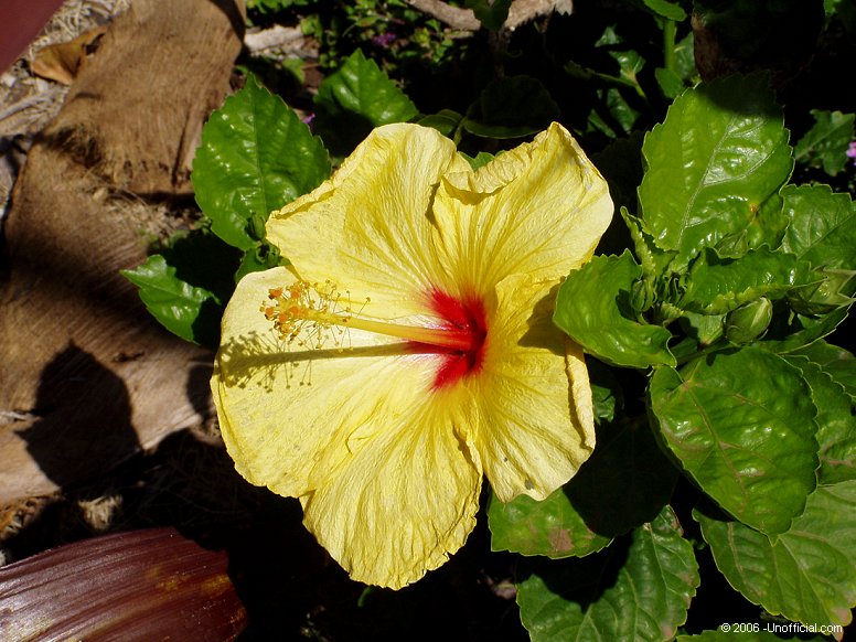 Hibiscus in Kihei, Maui, Hawai'i