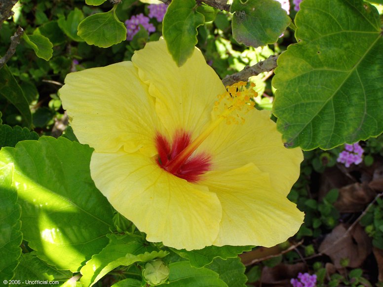Hibiscus in Kihei, Maui, Hawai'i