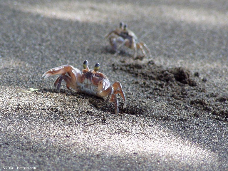 Crabby at Olowalu Beach, Maui, Hawaii