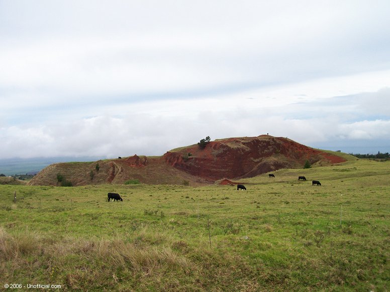 Volcano Cows on the west slope of Haleakala Volcano, Maui, Hawai'i