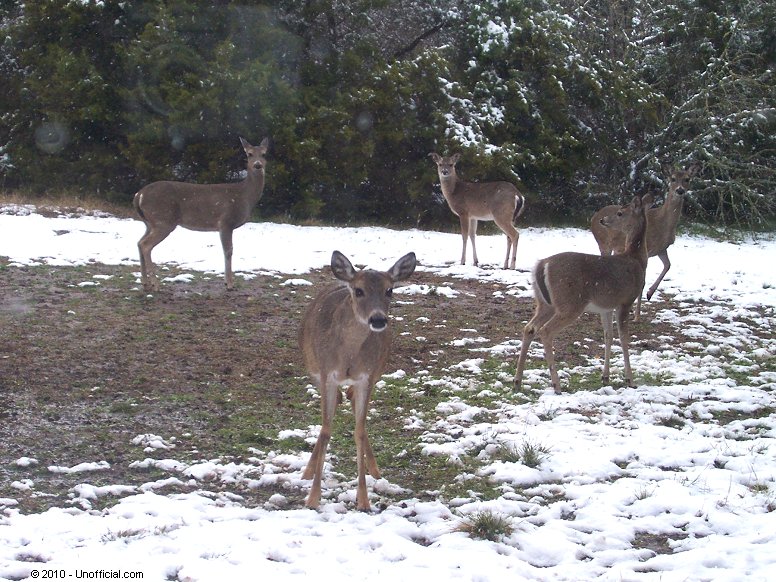 Snow Deer in northwest Travis County, Texas