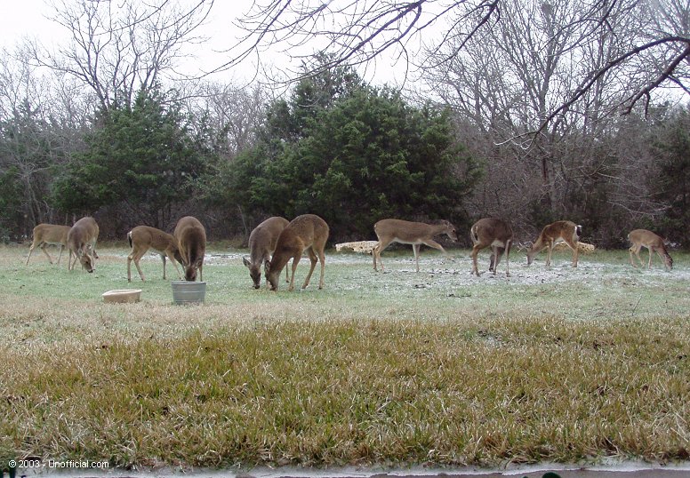 Snow deer in northwest Travis County, Texas