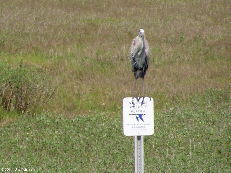 Limited Parking at the Aransas National Wildlife Refuge near Port Aransas, Texas