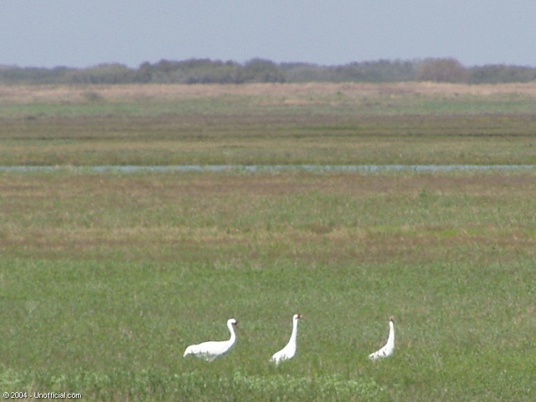 Whooping Cranes in Aransas National Wildlife Refuge at St. Charles Bay, near Rockport, Texas