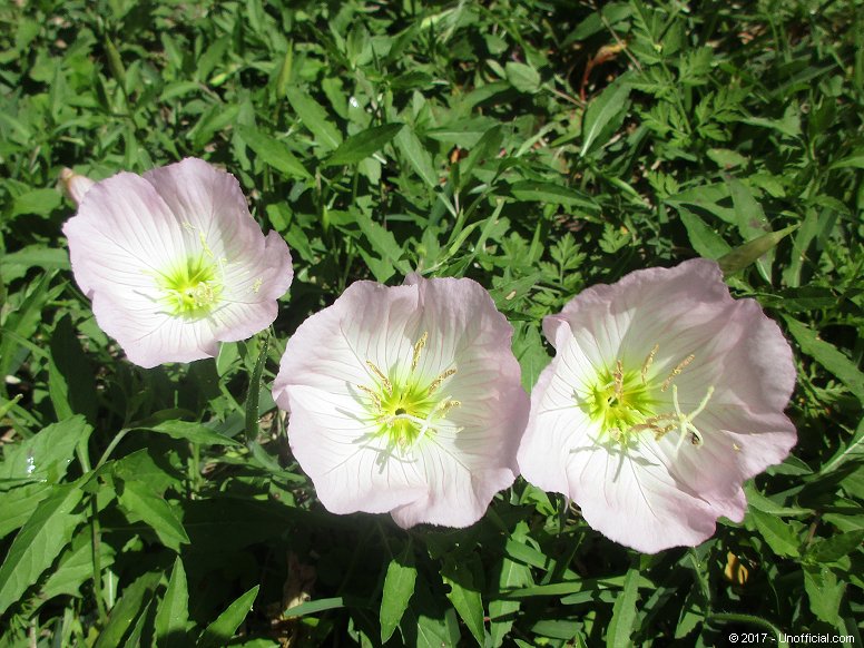 Primrose Trio in northwest Travis County, Texas