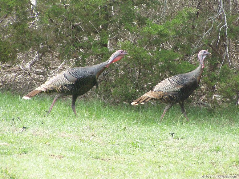 Wild Turkeys in northwest Travis County, Texas
