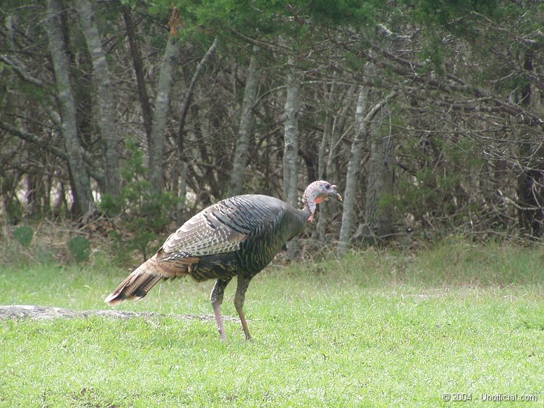 Wild Turkey in northwest Travis County, Texas