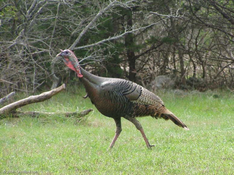 Wild Turkey in northwest Travis County, Texas