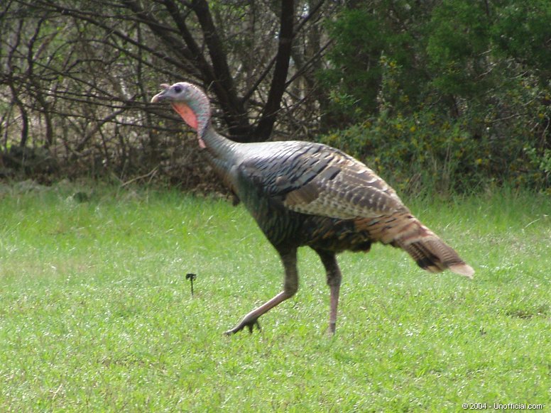 Wild Turkey in northwest Travis County, Texas