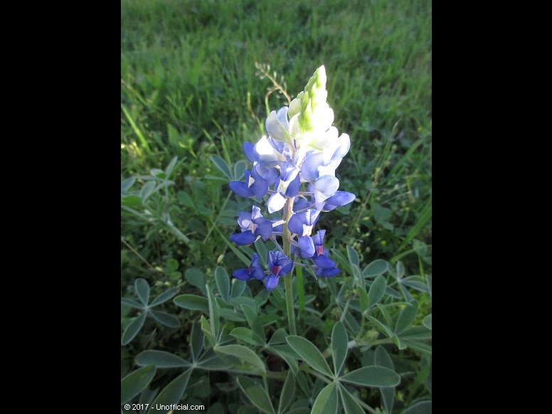 Texas Bluebonnet in northwest Travis County, Texas