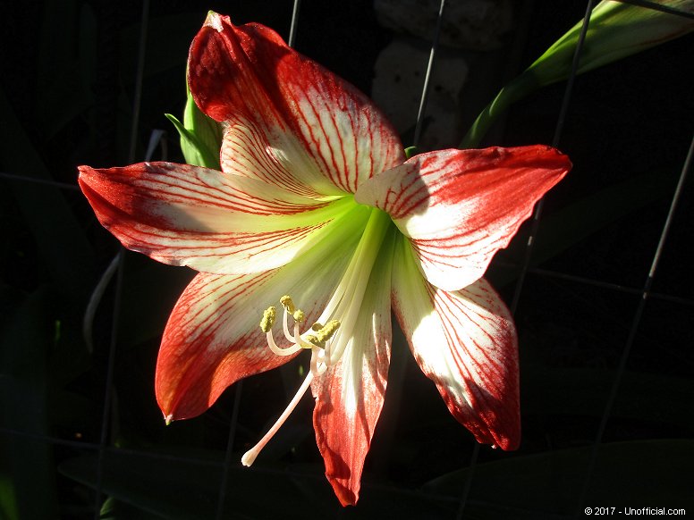 Amaryllis Bloom in northwest Travis County, Texas
