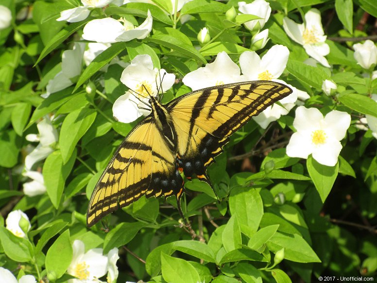 Butterfly in Dogwood in northwest Travis County, Texas