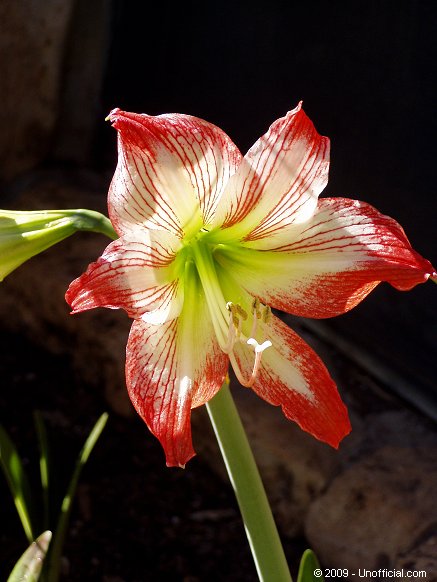 Amaryllis in northwest Travis County, Texas