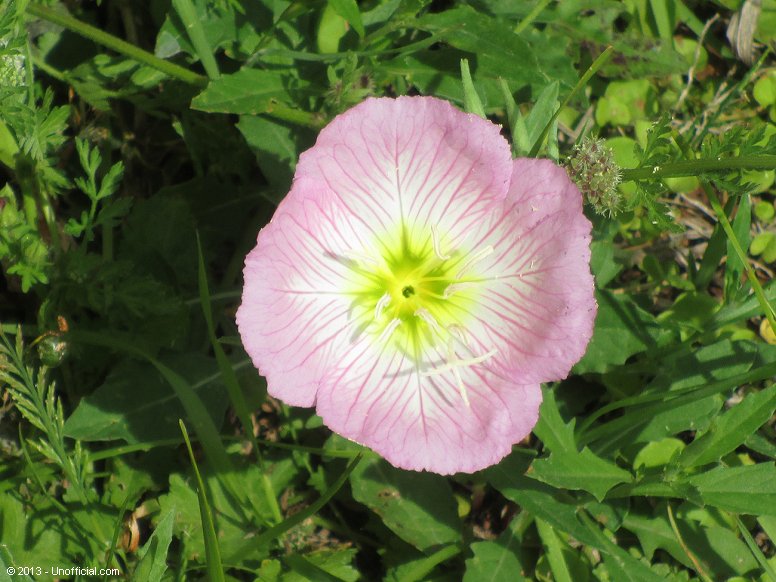 Evening Primrose in northwest Travis County, Texas