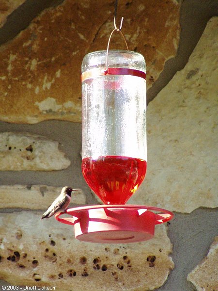 Hummingbird in northwest Travis County, Texas
