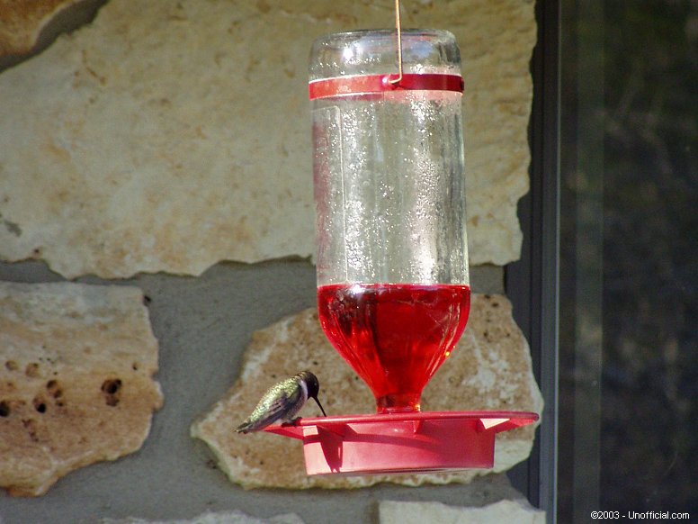 Hummingbird in northwest Travis County, Texas
