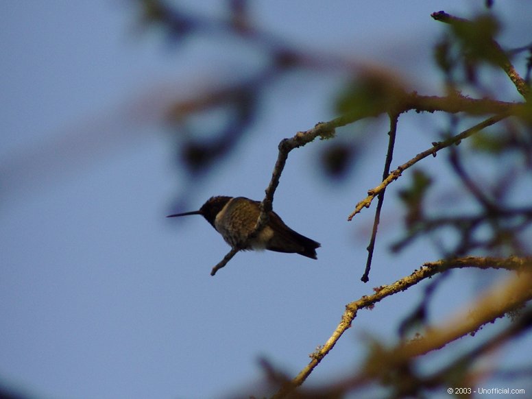 Hummer in northwest Travis County, Texas
