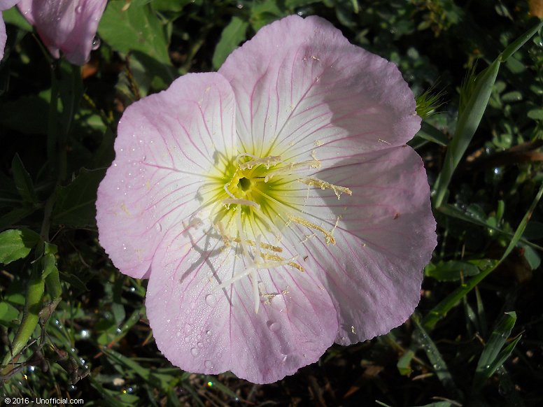 Evening Primrose in northwest Travis County, Texas