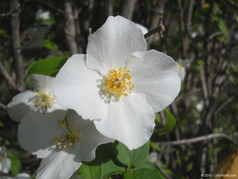 Dogwood Bloom in northwest Travis County, Texas