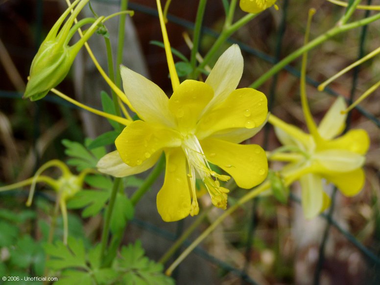 Yellow Columbine in northwest Travis County, Texas