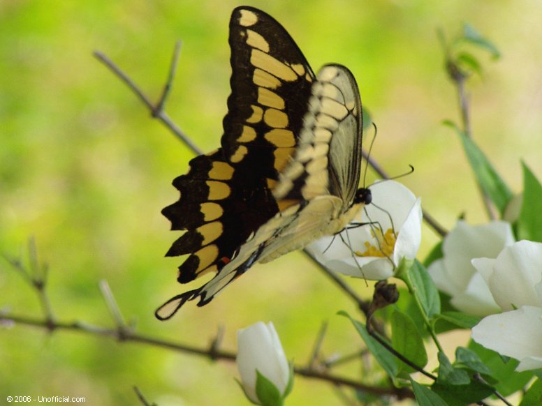 Butterfly in northwest Travis County, Texas