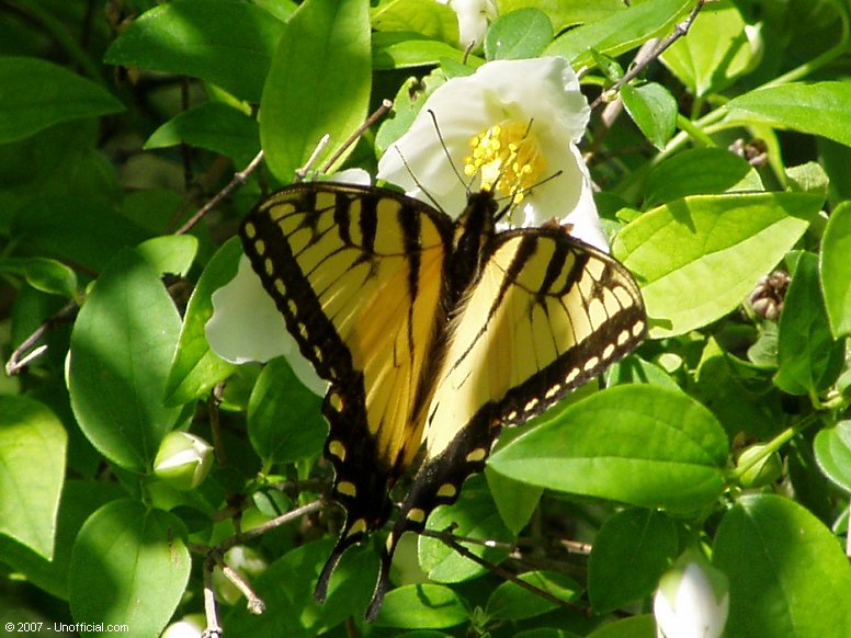 Butterfly on a Texas Mock Orange blossom in northwest Travis County, Texas