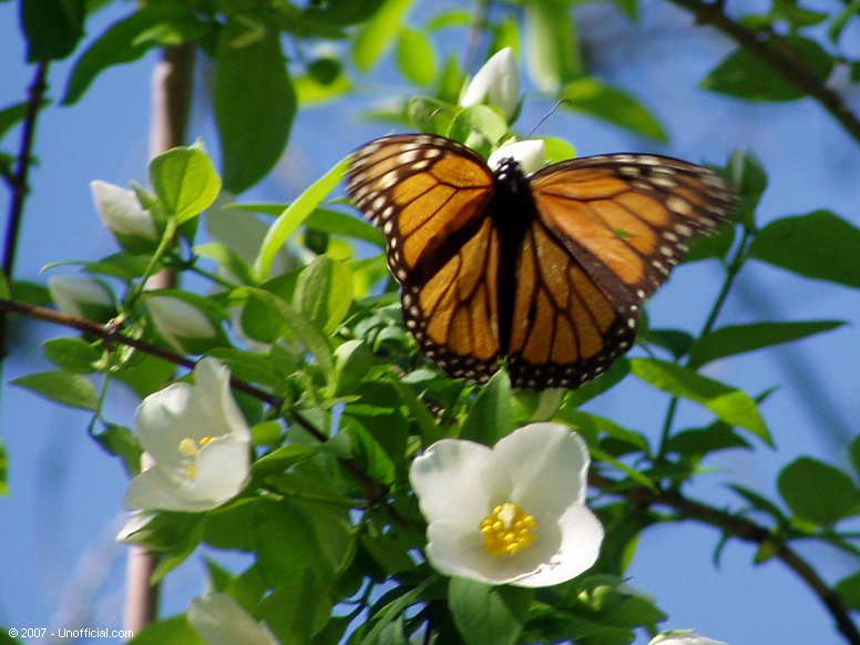 Butterfly in Texas Mock Orange blossoms in northwest Travis County, Texas