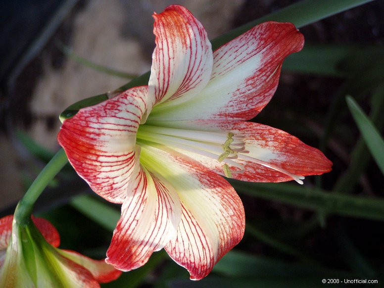 Amaryllis in northwest Travis County, Texas