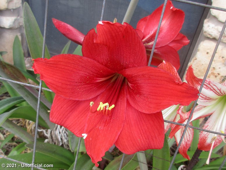 Amaryllis Bloom in northwest Travis County, Texas