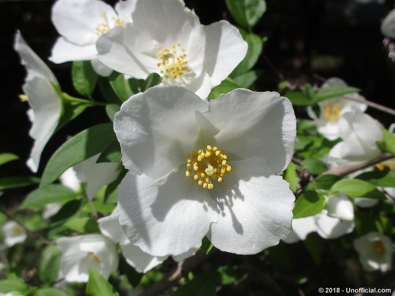 Philadelphus Blossom (Texas mock orange) in northwest Travis County, Texas