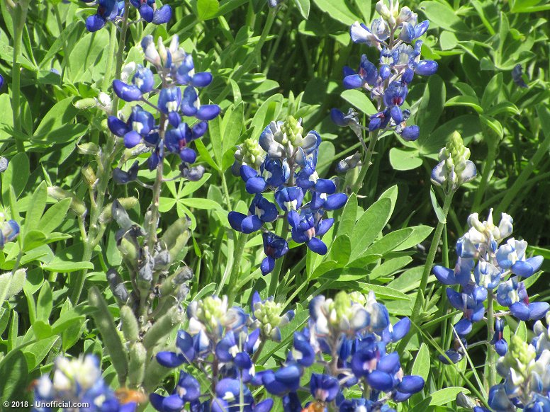 Bluebonnets in northwest Travis County, Texas