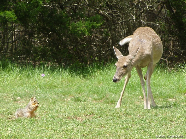 Front yard pals in northwest Travis County, Texas