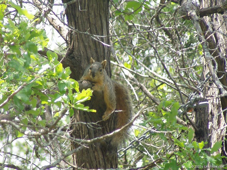 Royal Pest in northwest Travis County, Texas