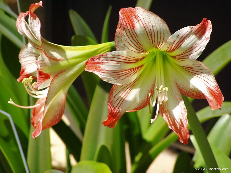 Amaryllis in northwest Travis County, Texas