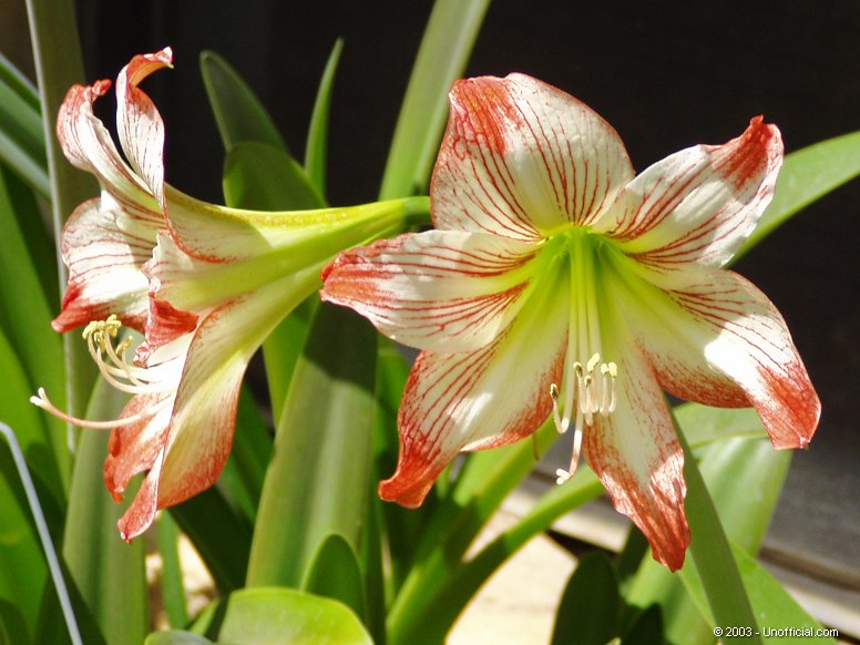 Amaryllis in northwest Travis County, Texas