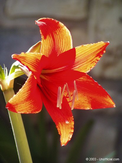 Amaryllis in northwest Travis County, Texas