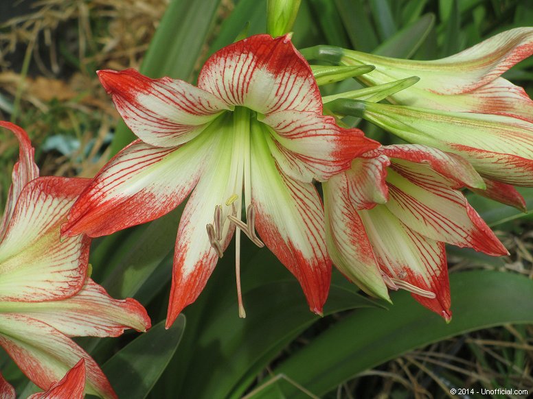 Amaryllis in northwest Travis County, Texas