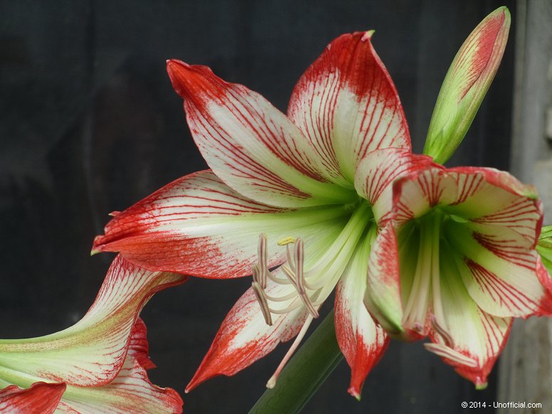 Amaryllis in northwest Travis County, Texas